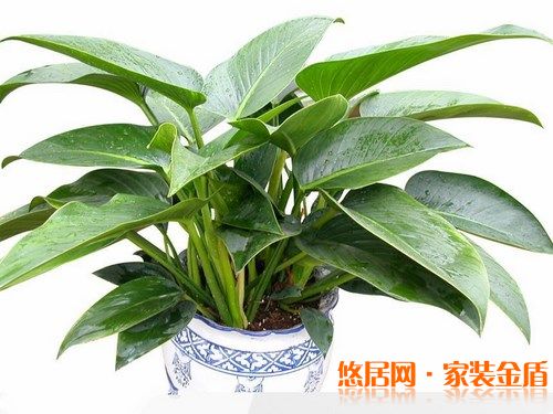 室内摆放绿色植物要适当