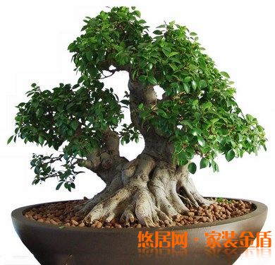 室内摆放的植物要健康美观