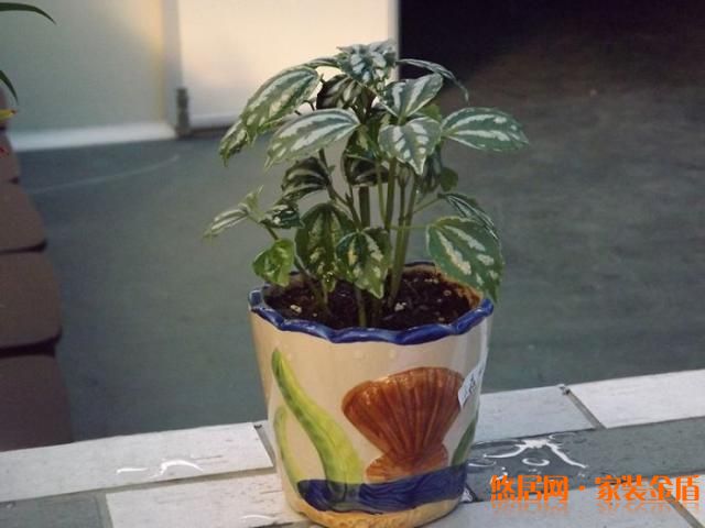 长茎冷水花种植