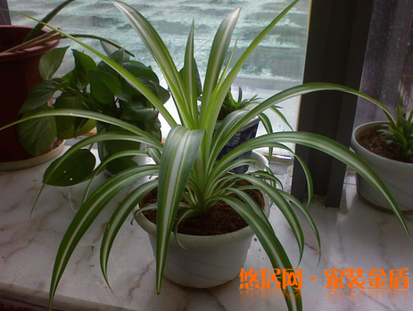 卧室植物吊兰